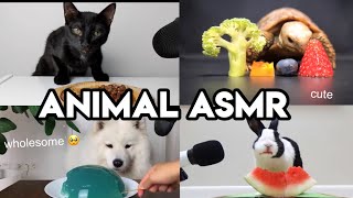 ANIMAL ASMR