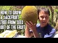 How to Grow a Jackfruit Tree from Seed out of the Fruit