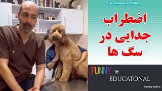 اضطراب جدایی در سگها
