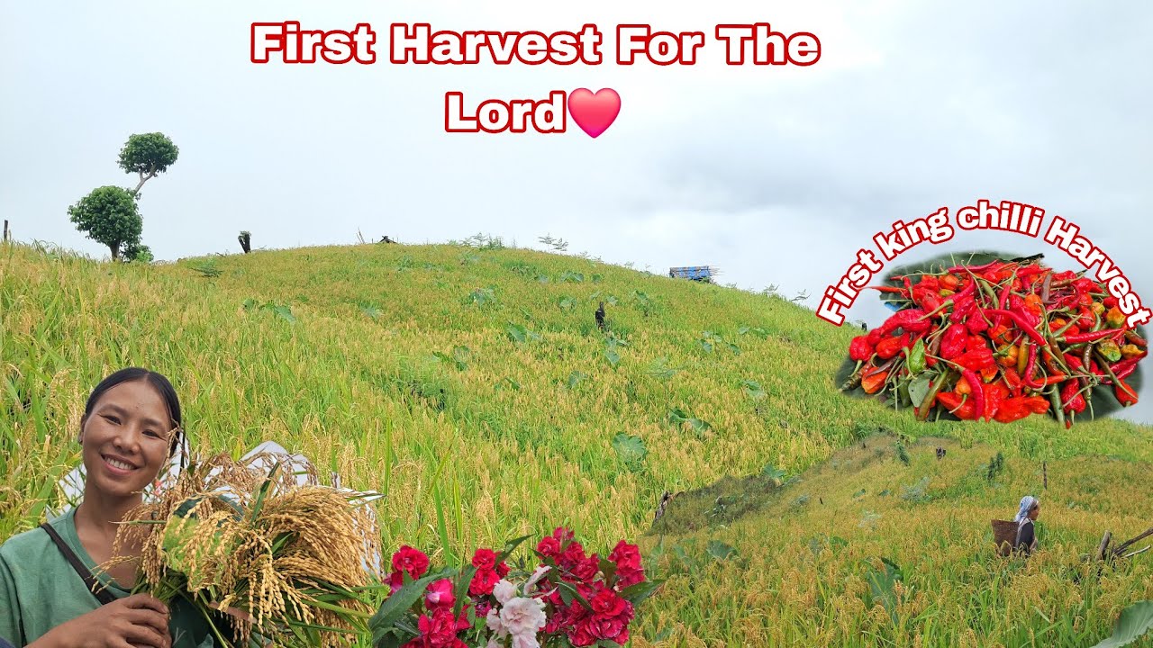 Harvesting  First Field Crops  For The Lord// Harvest Naga Organic King Chilli 😱❤️🌶🌶//Rurallife 