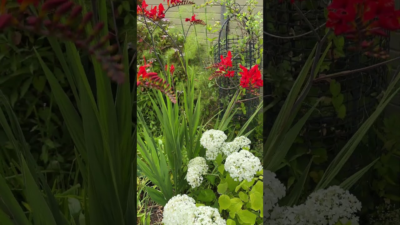 What is blooming in my small English garden in July  