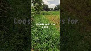 Short 14.Loosern grass for cows, Organic farming, #agriculture #nature #organicfarming .