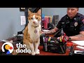 Police cat keeps a close eye on all the officers  the dodo