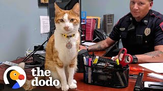 Police Cat Keeps A Close Eye On All The Officers | The Dodo