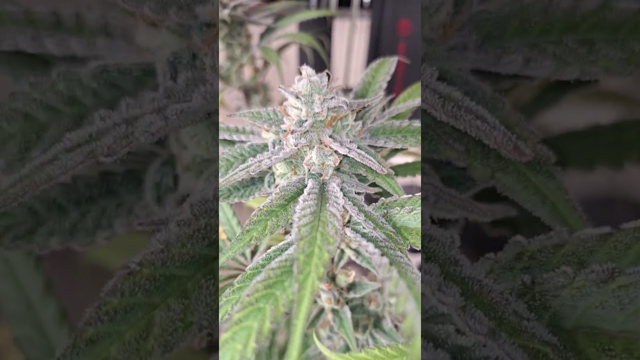 RS11 × superboof #3 (Keeper)