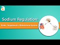 Sodium regulation reninangiotensinaldosterone system raas