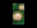 Cảnh đẹp Úc 52
