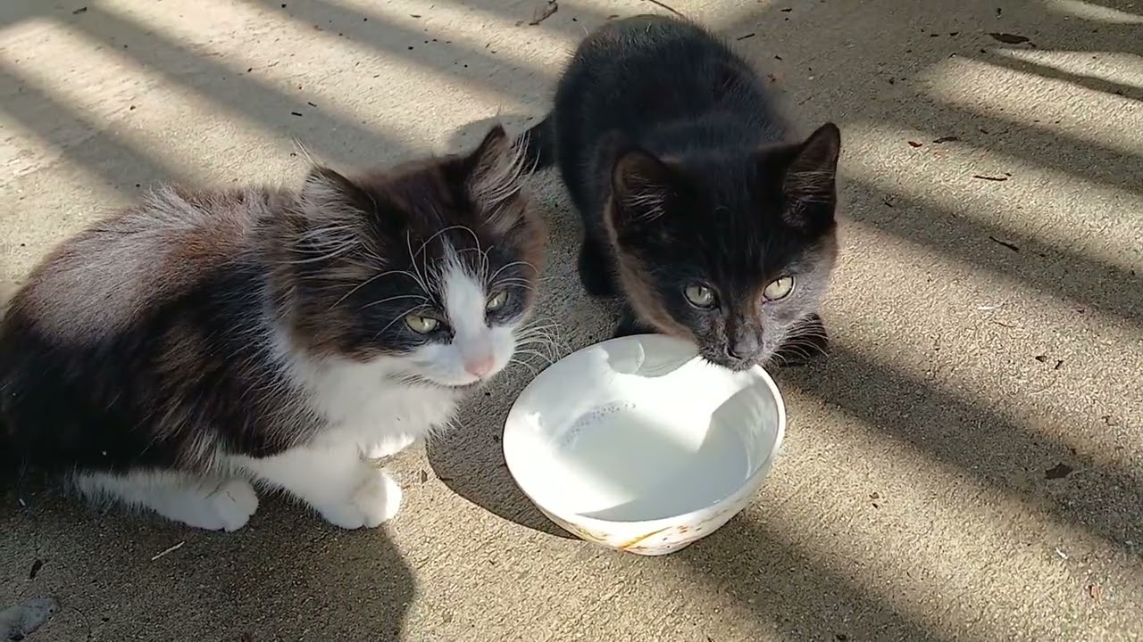 Baby Cats Enjoy Milk