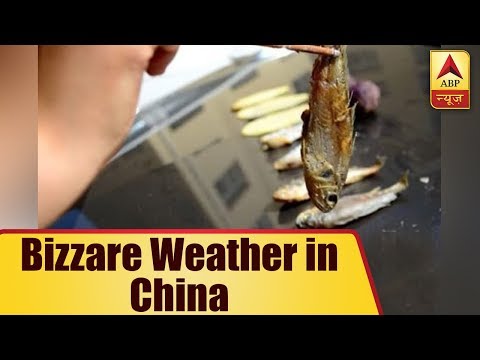 It's so hot in China that a woman fried fish on the car hood