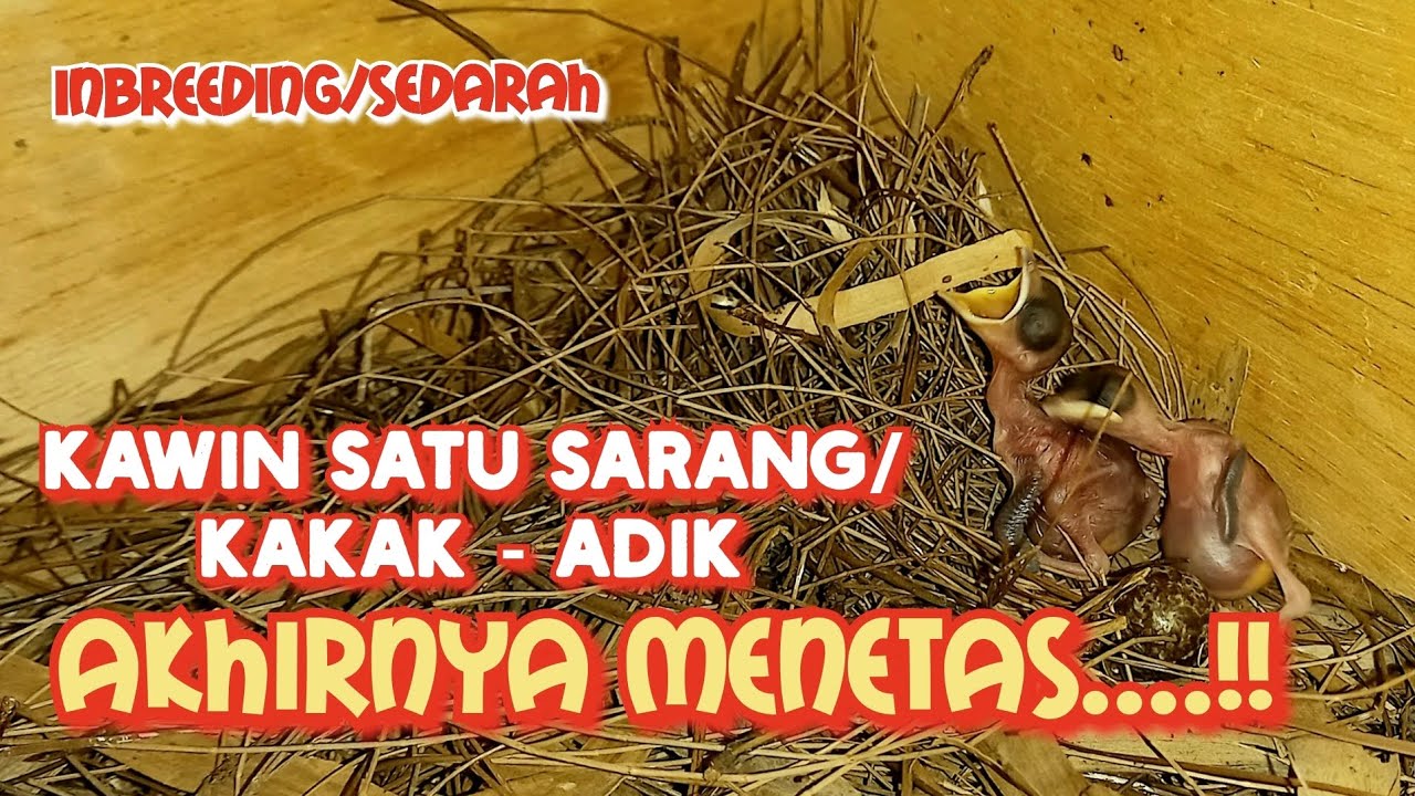 Kawin Satu Sarang/Sedarah || InBreeding Kakak- Adik