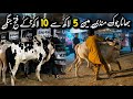 Bhatta Chowk Mandi | Latest Biggest Fathjangi Bull 2026 | Qurbani 2026 | i12 Mandi 2026