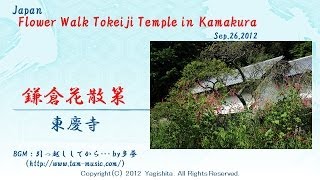 2012年秋 鎌倉花散策 東慶寺 Japan: Flower Walk Tokeiji Temple in Kamakura