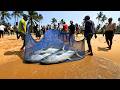 Wow! Unveiling the Hidden Fish Trapped in Nets Real Sri Lankan Island Fishing Life