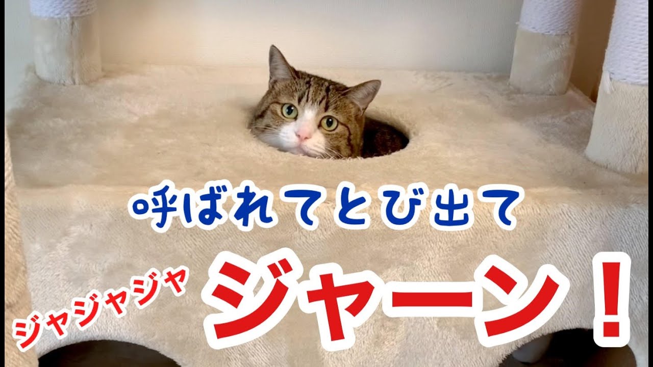 新しいキャットタワーで無邪気に遊ぶ2匹の猫。【保護猫】vol.163 - YouTube