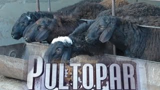 "Пултопар":  Қўйчилик  бизнеси учун қанча маблағ керак? | Pultopar