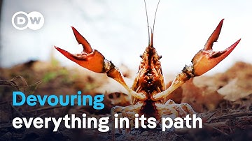 Destructive invaders: Calico crayfish threaten species diversity | DW Documentary