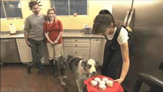 Paul Rand VS Cupcake Vietnam Dog