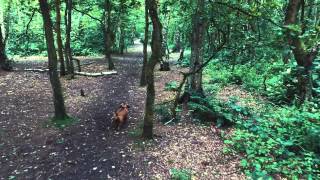 Lizzie at Brereton Park