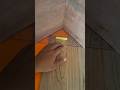 best way to cut at the corner end #shortsviral #wood
