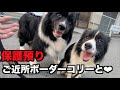 保護犬ボーダー・ご近所ボーダーコリーと会う【14ー15日目】