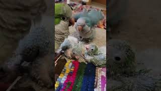 quaker parrot chicks by Alis Flock 82 views 2 years ago 3 minutes, 17 seconds