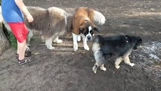 Mugsy the Newfie meets a St Bernard and he s still bigger