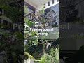 #bonsaimania pruning bonsai kimeng #fypyoutube
