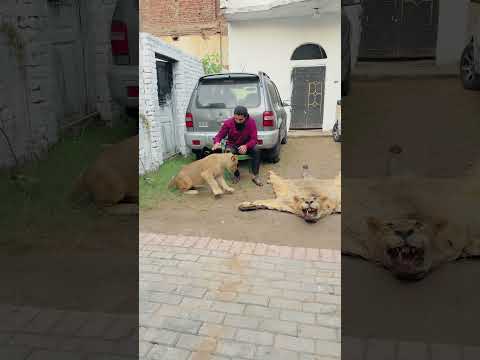 Scar bohat udas hogya🥺💔scar missing simba🥺 #song #music #love #lion #animals #sad #broken #pets