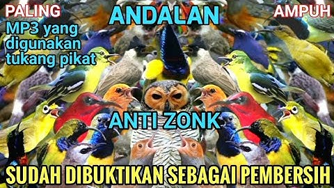 Suara Pikat Semua Burung Kecil Sehutan Ludes Kalau Begini mp3 nya