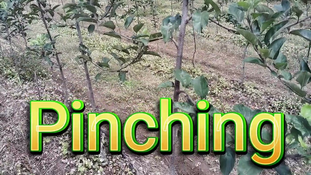 Pinching Out !! Pinching redirects a plant's energy to lateral buds !!