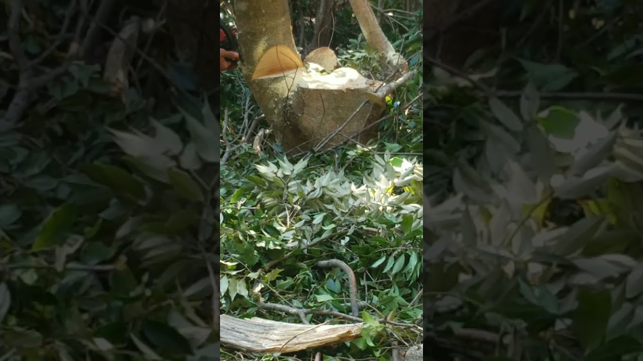 チェーンソーで木の伐採するところを見ていたら倒れた木が頭を直撃する事故