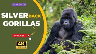 Silverback Gorilla | Wild Facts | 4K ( 2160p )