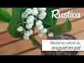 Russir la culture du muguet en pot