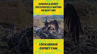 Aurora and Garry successfully mate on nest one
After a shaky start mating on nest one - Aurora and Garry have now successfully mated a few times. Heres hoping we have osprey families on both nest one and two this year.
View both of our cameras and join the conversation on all the nest action at
https://www.woodlandtrust.org.uk/trees-woods-and-wildlife/osprey-cam/ Aurora and Garry successfully mate on nest one