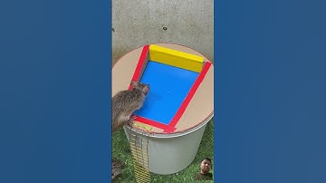 Best home mouse trap/  Creative mouse trap #rattrap #mouse #mousetrap #shorts #shortsvideo