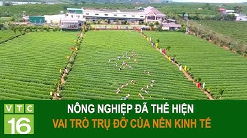 Nông nghiệp đã thể hiện vai trò trụ đỡ của nền kinh tế | VTC16