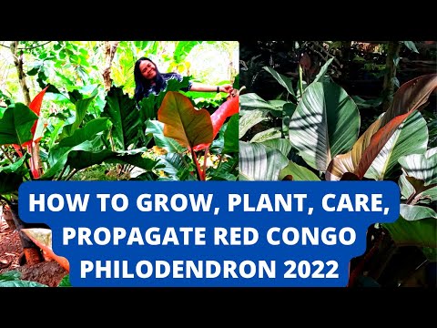 Video: Congo Rojo Philodendron Care: Inakua Philodendron Kongo Rojo