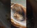 Warum echte Naturperlen fast ausgestorben sind #luxus #millionen #schatz #rare