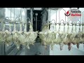 Amazing Poultry Processing and Packaging Solutions