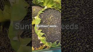 sunflower seeds shorts shortsvideo shortsviral satisfying sunflower seeds reels food