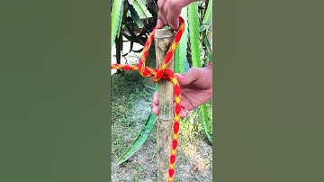 I Trust This Perfect Knot!