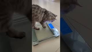 My Cat Checks His Weight and See The Truth 😹