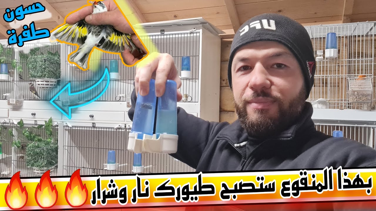 منقوع الجهوزية و الهيجان ورافع مناعة الأول في عالم عصافير الكناري اجعل طيورك قمة من النشاط ولتغريد