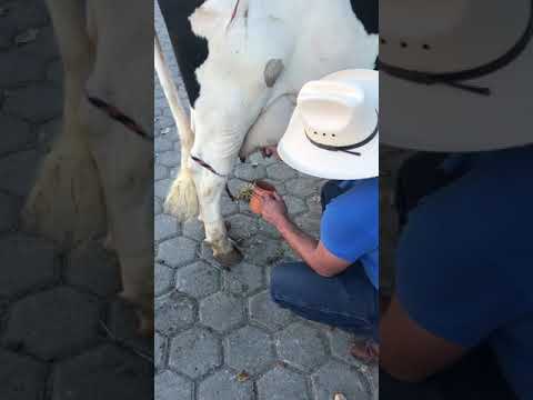 Un Pajarete en