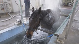 「えと」の馬が温泉入浴 函館競馬場の療養施設