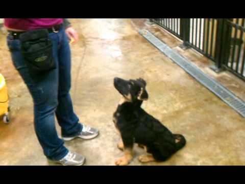 13-week-old-gsd-pup-day-2-of-clicker-training