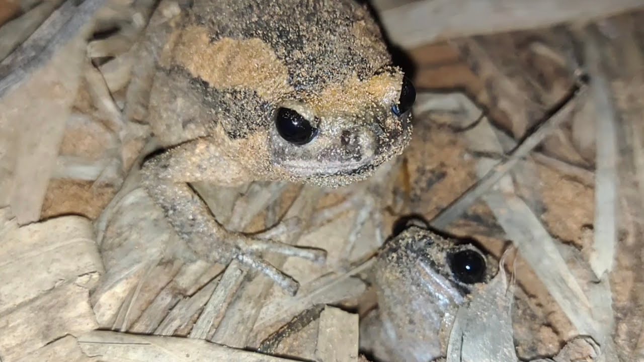 Frog Eating Cockroach Wow frogs eat cockroach#eating #food #wow #animals #nature #funny # ...