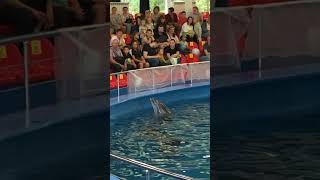 Дельфины жалуются ! #дельфинарий #дельфины #смешныемоменты