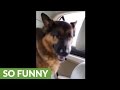 Dog realizes he's at the vet, gives priceless reaction