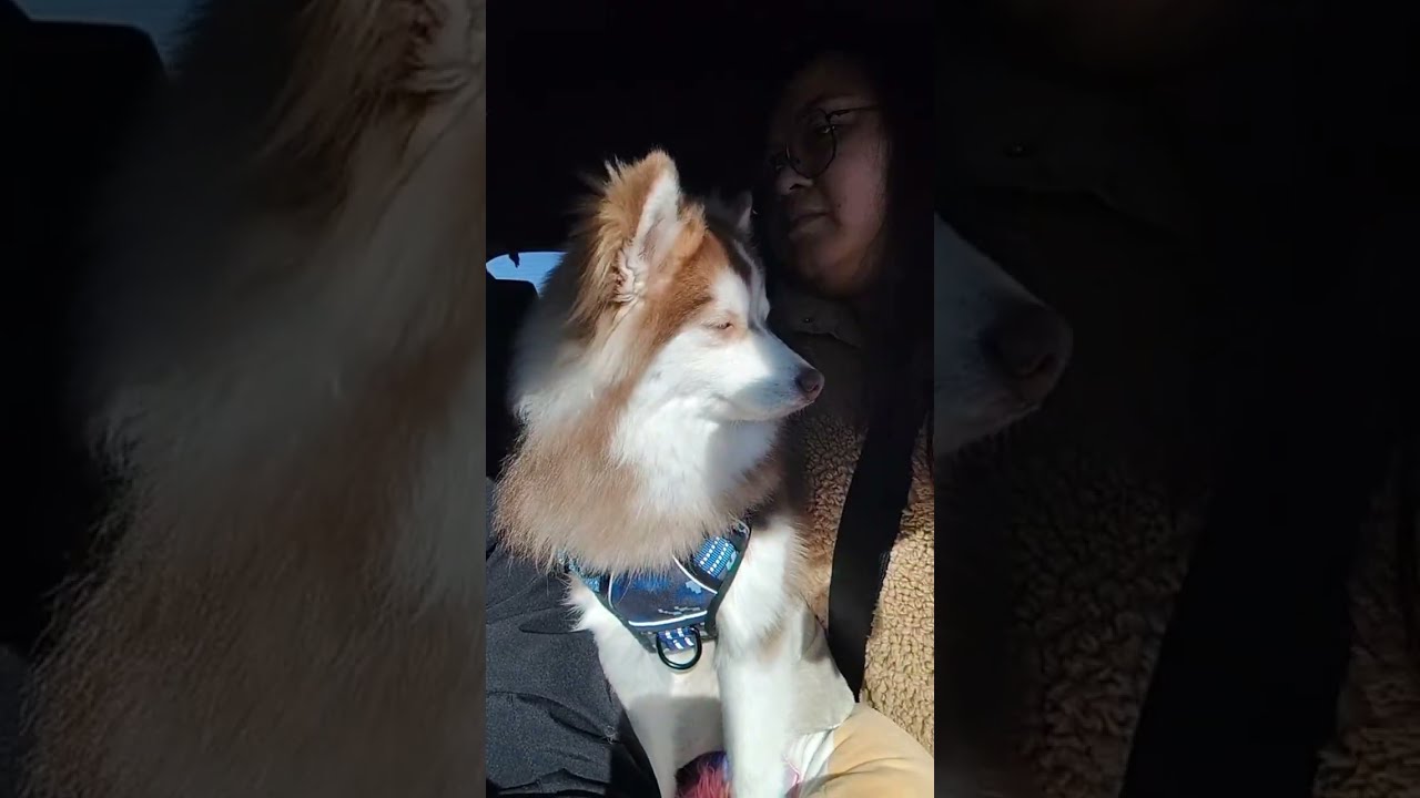 Rocky Raccoon says Beep, beep. beep, beep YEAH. Car ride time 😁 